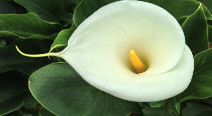Calla-Lilie: nützliche Tipps für den Anbau einer Blume Symbol der Raffinesse