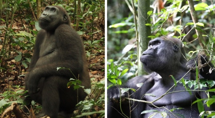 Alla scoperta di Kingo: il gorilla di quarant'anni padre di ben venti figli (+VIDEO)