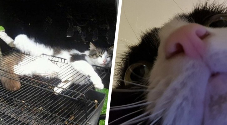 15 fotografier som vittnar om att katter är riktigt konstiga djur
