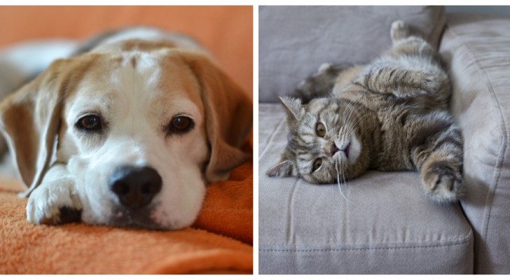Få stopp på hund- och katthår i soffan: prova några enkla och effektiva hjälpmedel