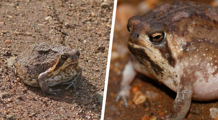 Incontra la rana della pioggia del deserto: il curioso anfibio dallo strano verso