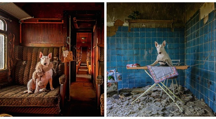 Un chien dans des lieux abandonnés : une photographe rend cet ensemble explosif