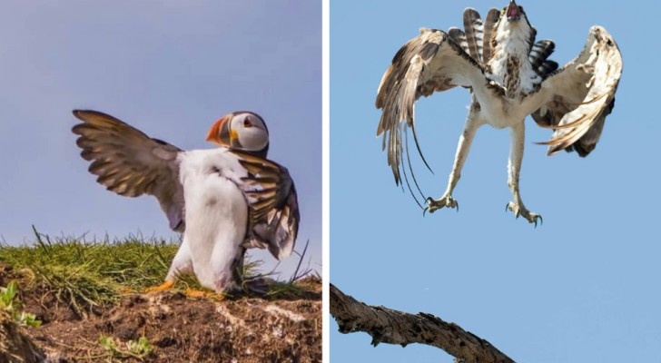 15 gekke foto's van vogels, helemaal mislukt door gebrekkig timing-gevoel