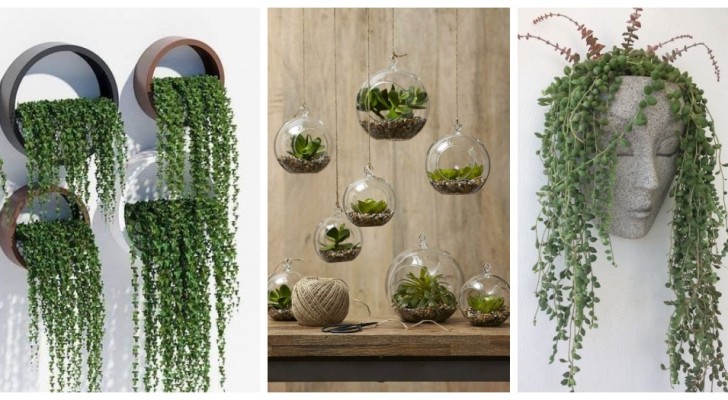 Hangplanten: 10 fantastische inspiraties voor het decoreren met groen