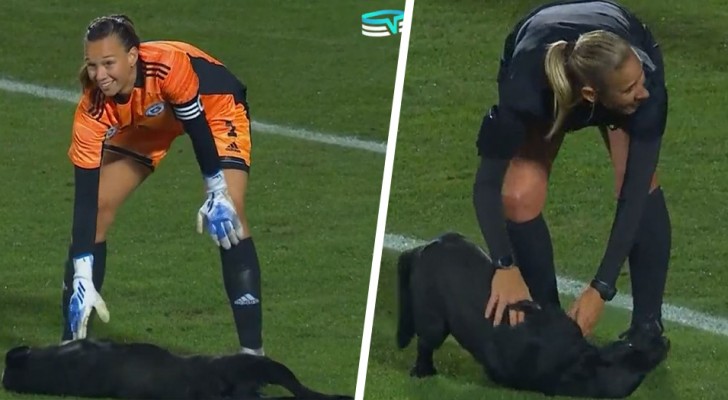 Jogo de futebol interrompido por um labrador: o cachorrinho só queria um pouco de carinho