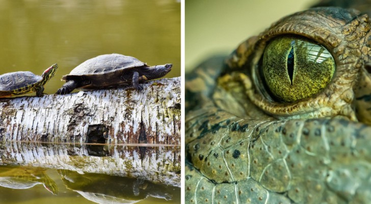 Ralentir le vieillissement ? Une étude affirme que les reptiles et les amphibiens cachent l'élixir de vie