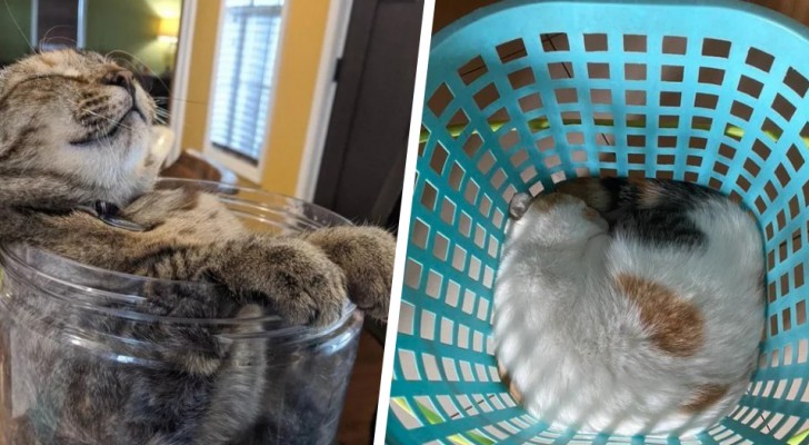 "Felini liquidi": 16 divertenti fotografie che dimostrano come i gatti siano animali davvero agili e snodabili
