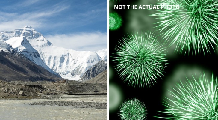 Trovati microbi incredibilmente sopravvissuti nei ghiacciai: molti appartengono a specie sconosciute
