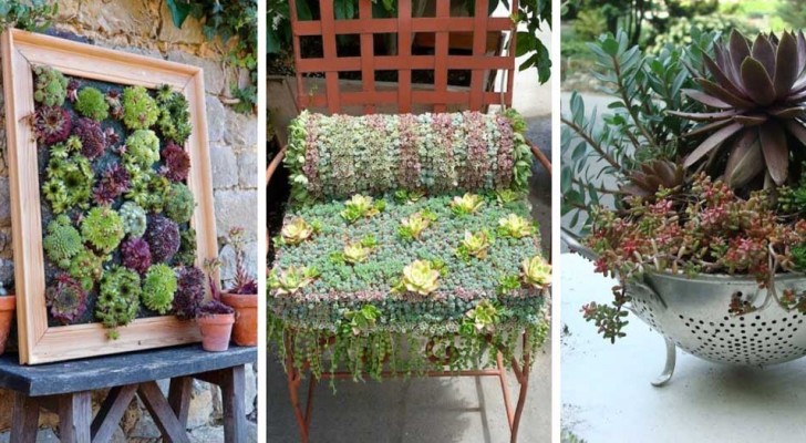 8 giardini in miniatura con le piante grasse che troverai assolutamente irresistibili