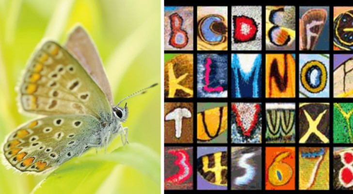 "L'alfabeto delle farfalle": la spettacolare creazione del fotografo che impiegò 15 anni anni per realizzarla