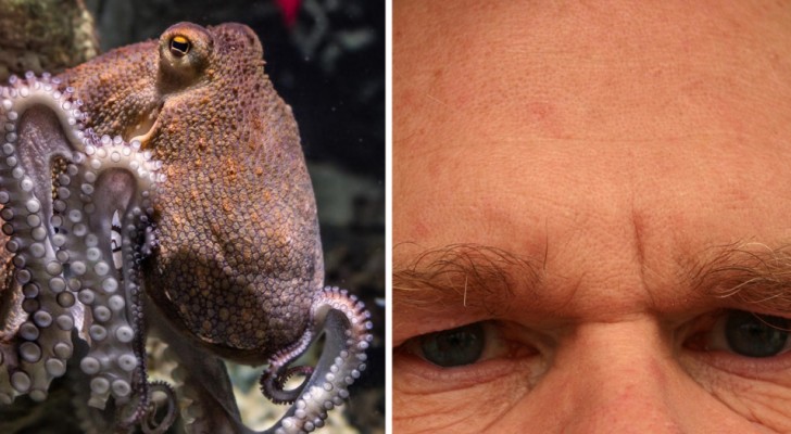 Ons brein lijkt ongelooflijk veel op dat van octopussen: een onderzoek legt uit waarom