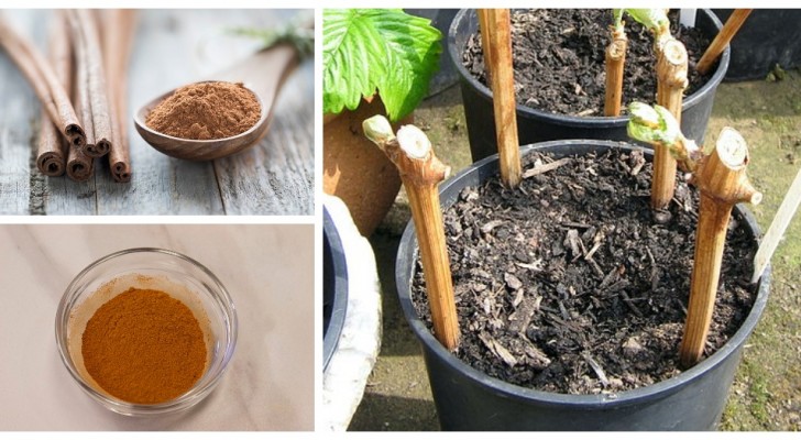 Cannelle dans le jardin : découvrez 3 utilisations green de cette épice pour la santé de vos plantes