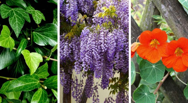 5 très belles plantes grimpantes qui poussent vite pour votre jardin ou votre balcon 
