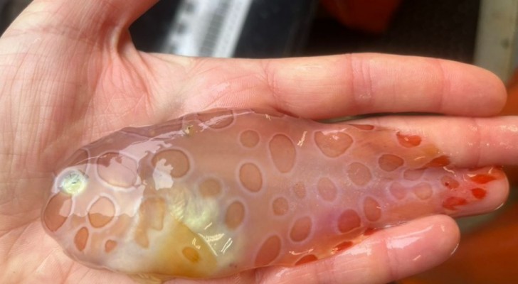 Un étrange "poisson gélatineux" à la curieuse apparence transparente a été découvert dans les profondeurs de l'océan