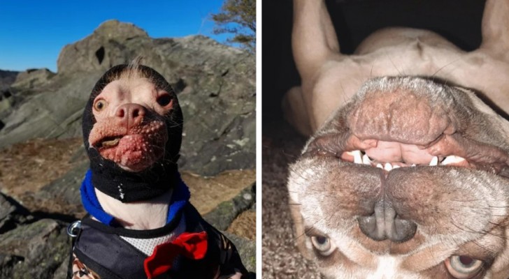 "Qu'est-ce qui ne va pas avec mon chien ?" 15 photos curieuses et drôles illustrant des moments absurdes