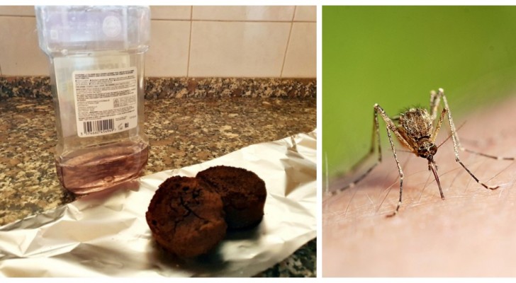 Natuurlijke muggenbestrijdingsmiddelen: 4 natuurlijke methoden om te proberen