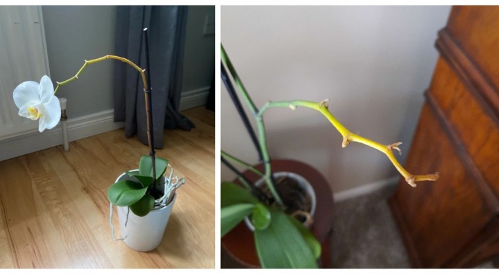 Gelber Orchideenstamm: mögliche Ursachen und Abhilfemaßnahmen