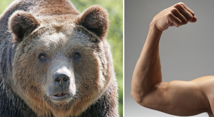 Stärkung der Muskeln des Menschen? Nach Ansicht der Wissenschaftler ist dies durch die Verabreichung eines "Bärenserums" möglich