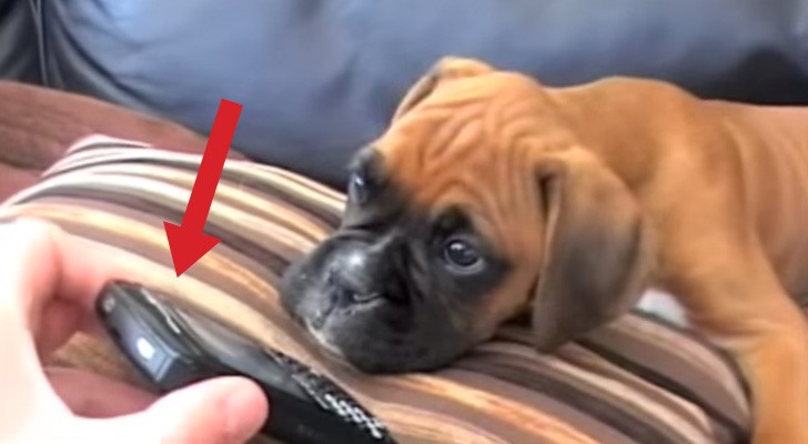 He puts mom on speakerphone: the reaction of the dog is super adorable !