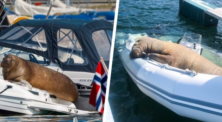 Simpatico tricheco di nome Freya ama riposare sulle barche norvegesi: è diventata una vera star del web