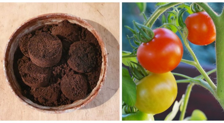 Kan je nou echt tomatenplanten bemesten met koffiedik, werk dat echt?