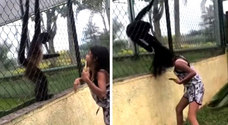 Little girl upsets a monkey and the animal reacts violently: he grabs her hair and pulls hard until she breaks free