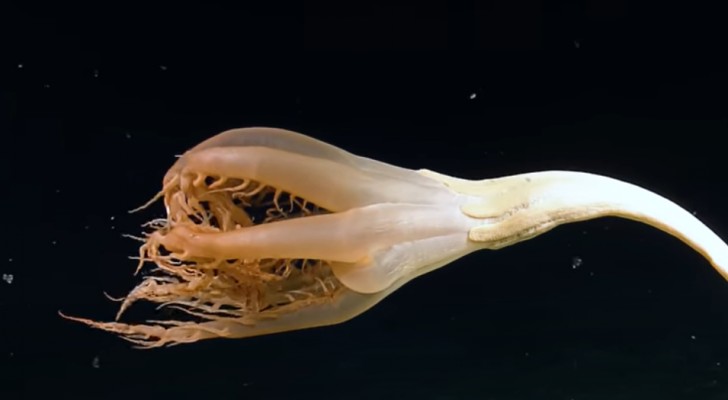Enorme creatura marina viene avvistata per la prima volta: i ricercatori sono "senza parole"