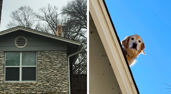 Owner's dog is always on the roof: she is forced to put up a sign to explain the phenomenon to incredulous passersby (+ VIDEO)