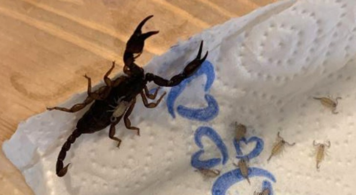 En kvinna hittade 18 skorpioner i sin resväska när hon kom hem från semesterresan: hon ringde efter hjälp