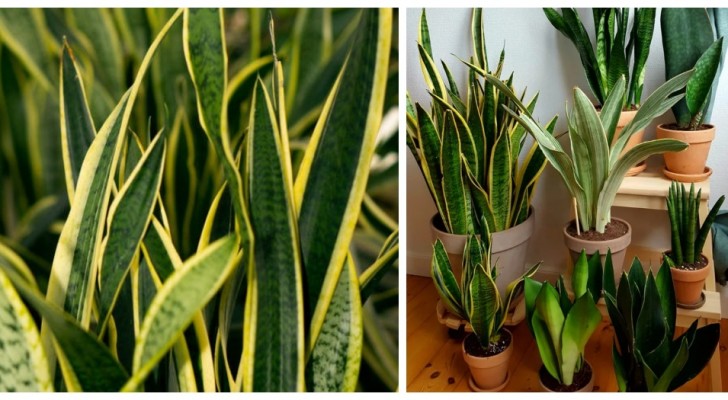 Sansevieria : les astuces pour cultiver une plante facile et parfaite pour meubler 