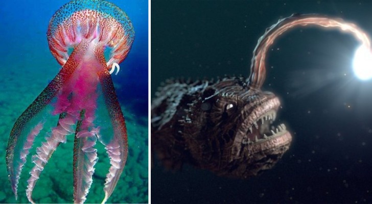 Que se cache-t-il dans les profondeurs des fonds marins ? 20 images incroyables et fascinantes nous le montrent