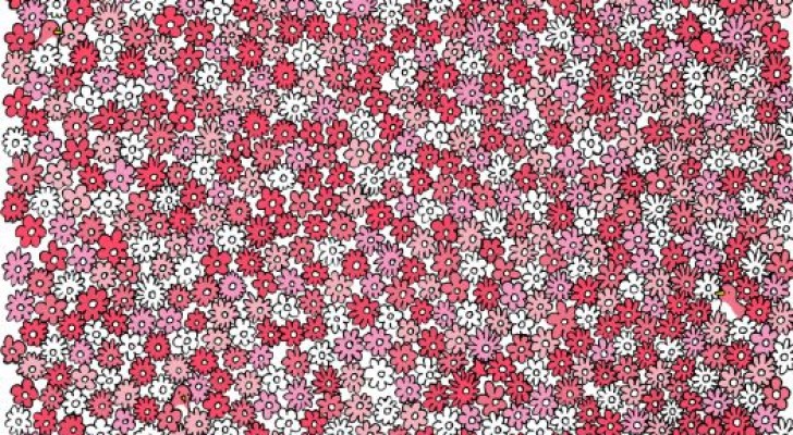 En rolig och färgstark optisk illusion: ser du stjärnorna bland blommorna?