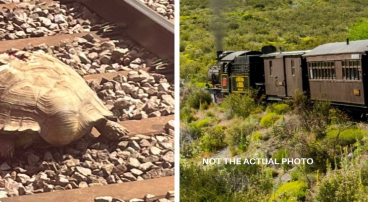 Natur som blockerar framsteg: tåg inställda på grund av en jättesköldpadda