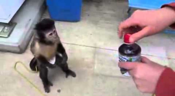 A monkey buys a drink 