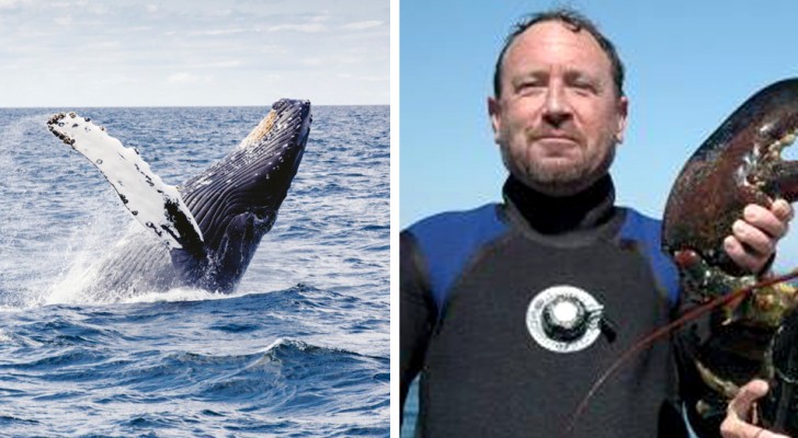 Hij komt terecht in de bek van een walvis maar weet te overleven: 