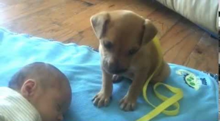 While the baby sleeps, this cute puppy does the most adorable thing you've ever seen !
