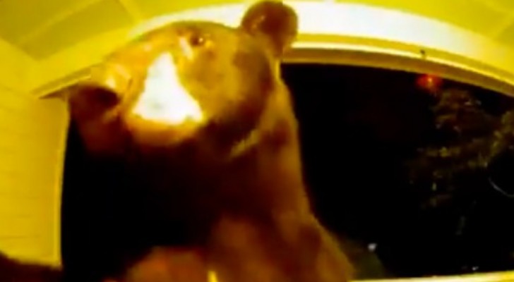 En björn ringer på dörrklockan till ett hus mitt i natten: övervakningskameran spelar in scenen (+VIDEO)