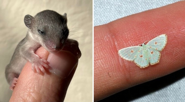 Des petits d'animaux difficiles à rencontrer : 16 photos irrésistibles 