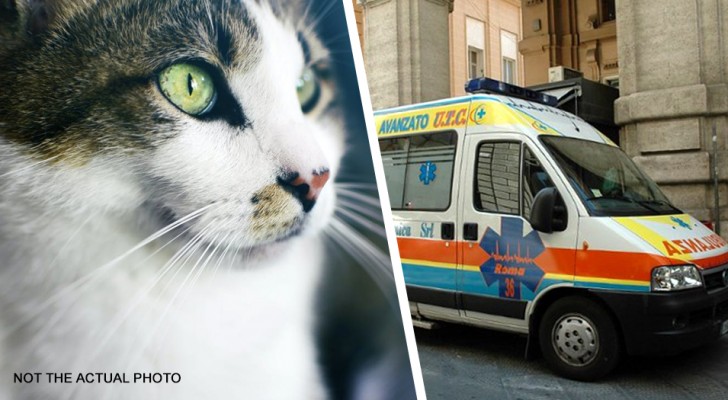 Cat saves his mistress from a stroke: "He woke me up so I could call for help"