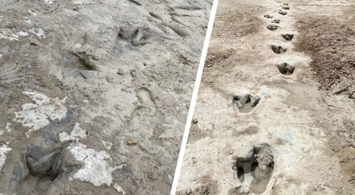 De rivierbedding onthult 113 miljoen jaar oude voetafdrukken van dinosauriërs