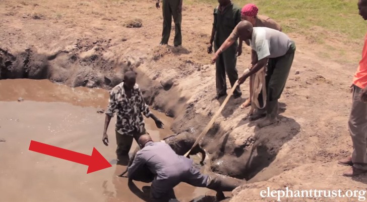 Ein fünf Tage alter Elefant ist in Gefahr... So retten ihn diese Engel 