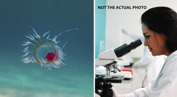 Gli scienziati mappano il codice genetico dell'incredibile medusa capace di vivere in eterno