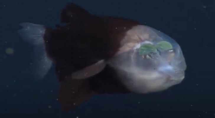 Questo incredibile pesce ha la testa trasparente e vive nelle profondità degli abissi