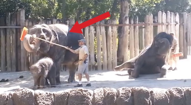 What this elephant does with the broom shows that he shouldn't be in a zoo !