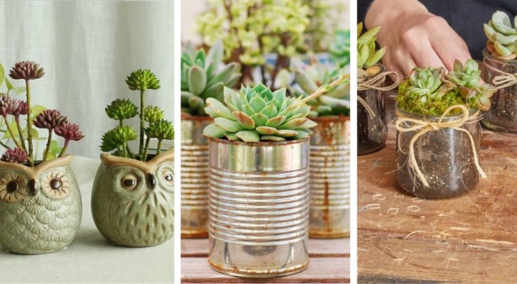 Cultiver les plantes succulentes : 6 matériaux pour les pots et des idées pour leur utilisation