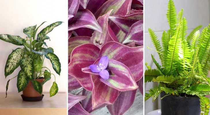 Vackra, goda och fina: 8 krukväxter som är lätta att odla och vänner till vårt välbefinnande