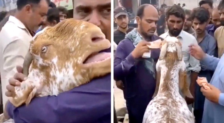 Man is forced to sell his goat to get money, but she won't leave him and cries bitterly