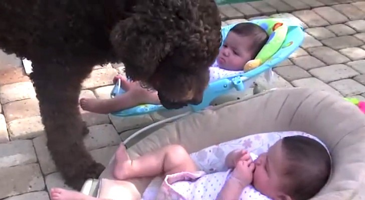 This dog wants to play fetch: what he does with these twins is hilarious !