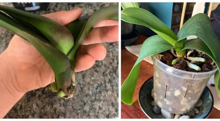 L'orchidea è rimasta senza radici? Puoi ancora provare a recuperarla