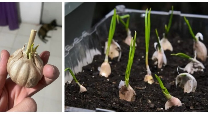 Züchten Sie Ihre eigenen Knoblauchpflanzen zum Nulltarif aus einer einzigen Zehe